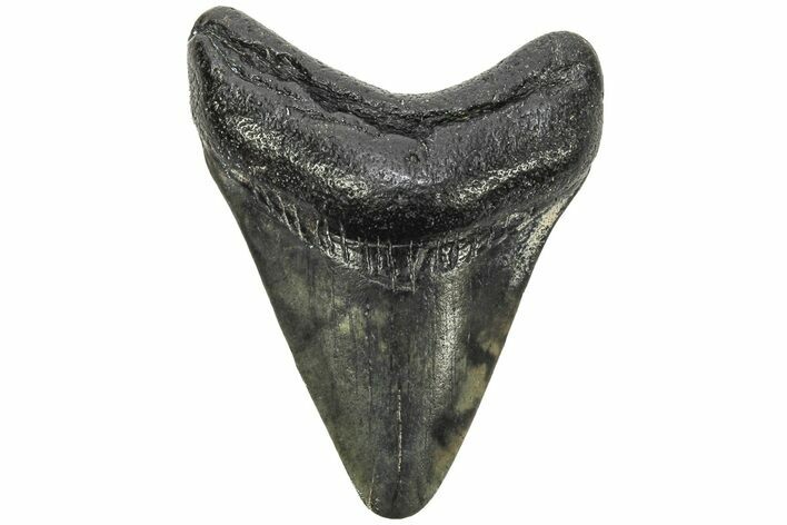 Juvenile Megalodon Tooth - South Carolina #213054